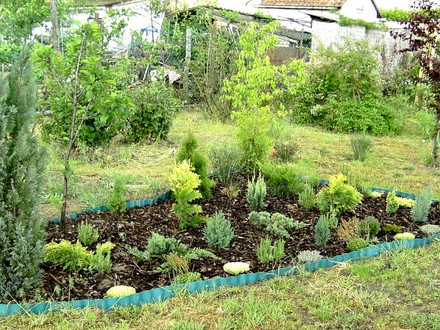 New Conifer bed looking better as time goes on.