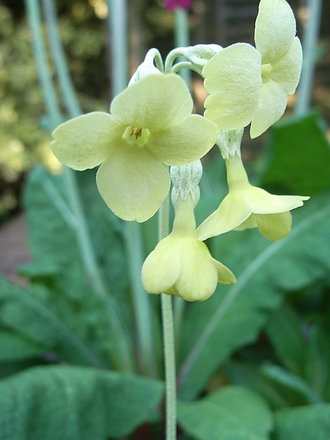 Primula sikkimensis (Primula sikkimensis)