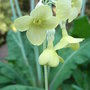 Primula_sikkimensis