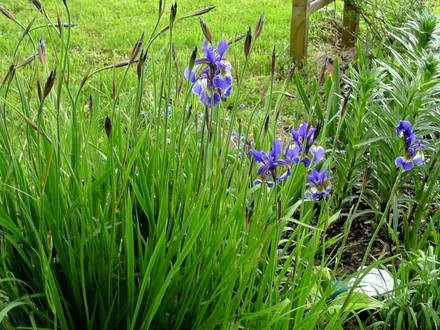 Blue Irises coming out near small pond. (Iris sibirica (Siberian iris))