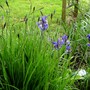Blue Irises coming out near small pond. (Iris sibirica (Siberian iris))