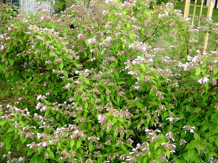 Kolkwitzia with a lot more flowers now (Kolkwitzia amabilis (American Beauty Bush))
