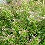 Kolkwitzia amabilis (American Beauty Bush)
