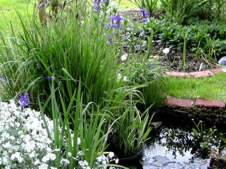 Small pond in top of back garden with Irises out.