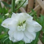 Delphinium__guinevere_