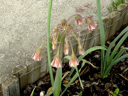 Nectaroscordum siculum (Nectaroscordum siculum (Ornamental onion))