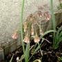 Nectaroscordum siculum (Nectaroscordum siculum (Ornamental onion))