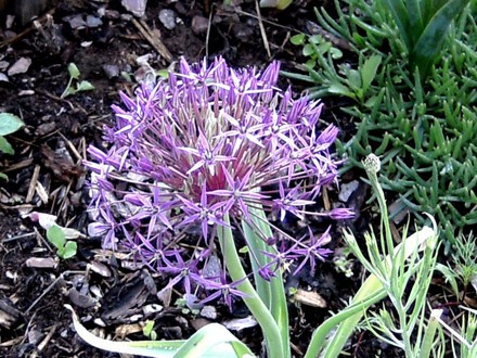 Allium Albospilosum. (Allium albopilosum)
