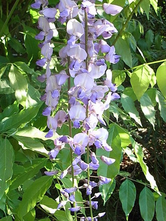Wisteria floribunda 'Macrobotrys' - close-up (Wisteria floribunda)