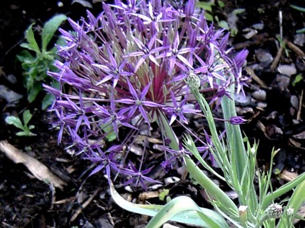 Allium Albospilosum.flower  (Allium albopilosum)