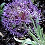 Allium albopilosum