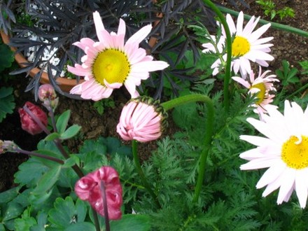 Painted Daisys