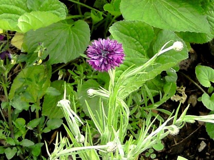 Centaurea just coming out in front garden (Centaurea cyanus (Cornflower))
