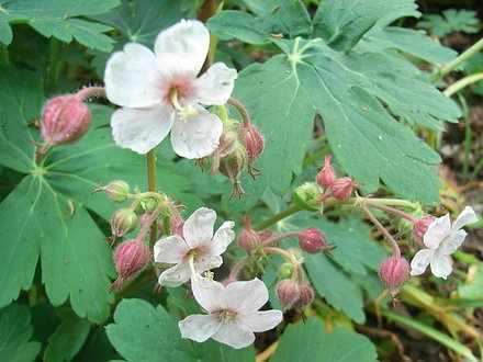 Geranium macrorhizum (Geranium macrorhizum)