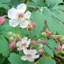 Geranium_macrorhizum