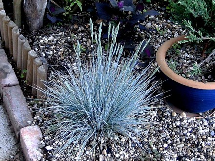 Fetuca glauca (Festuca glauca (Blue fescue))