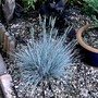 Festuca glauca