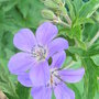 Geranium sylvaticum