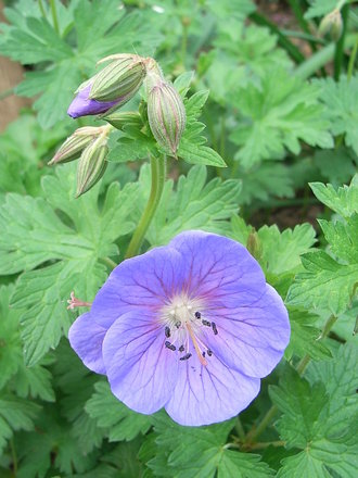 Geranium himalayense (Geranium himalayense)