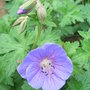 Geranium himalayense