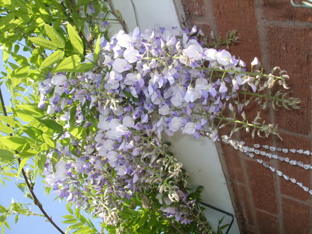 wisteria (wisteria)