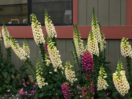 Foxglove