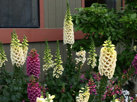 Foxglove