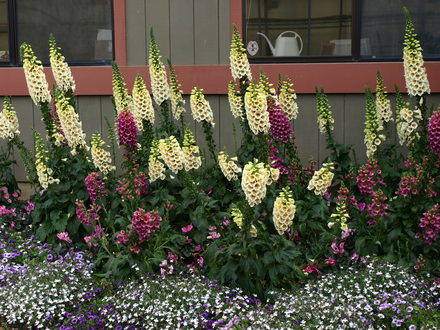 Foxglove