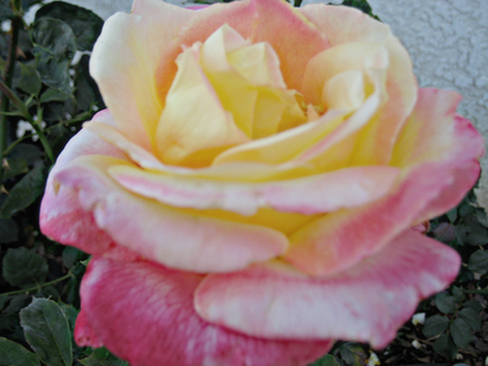 Color Changing Rose - May 2008 (Rosa)