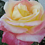 Color Changing Rose - May 2008 (Rosa)