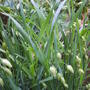 grass_quaking.jpg