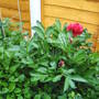 peony.jpg