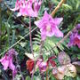 pink_aquilegia.jpg