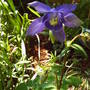 purple_aquilegia.jpg