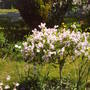 standard_lilac.jpg