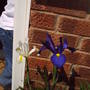 white_and_purple_iris.jpg