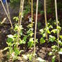 runner_beans.jpg