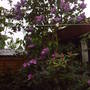 again_lilac_and_rhodo.jpg