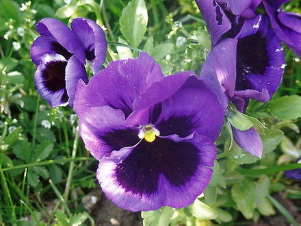 Pansy