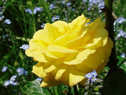 First roses