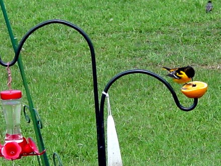 Baltimore Northern Oriole