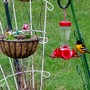 Baltimore_northern_oriole1