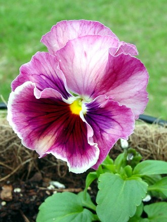 Pansy