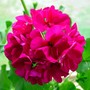 Geranium1