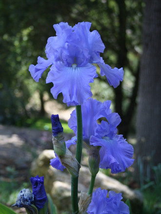 Ultra-violet Iris (Iris)