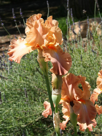 Champagne Iris
