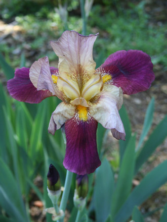 Merlot(?) Iris