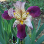 Merlot(?) Iris