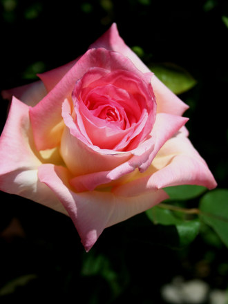 Princess Diana Rose
