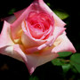 Princess_diana